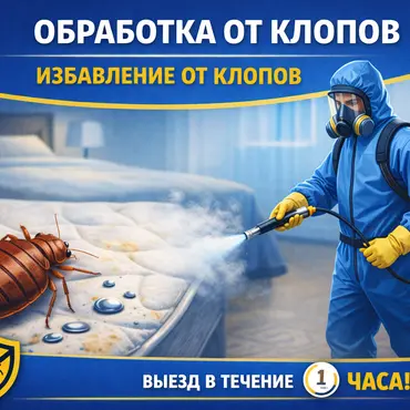 Обработка от клопов: как навсегда избавиться от проблемы